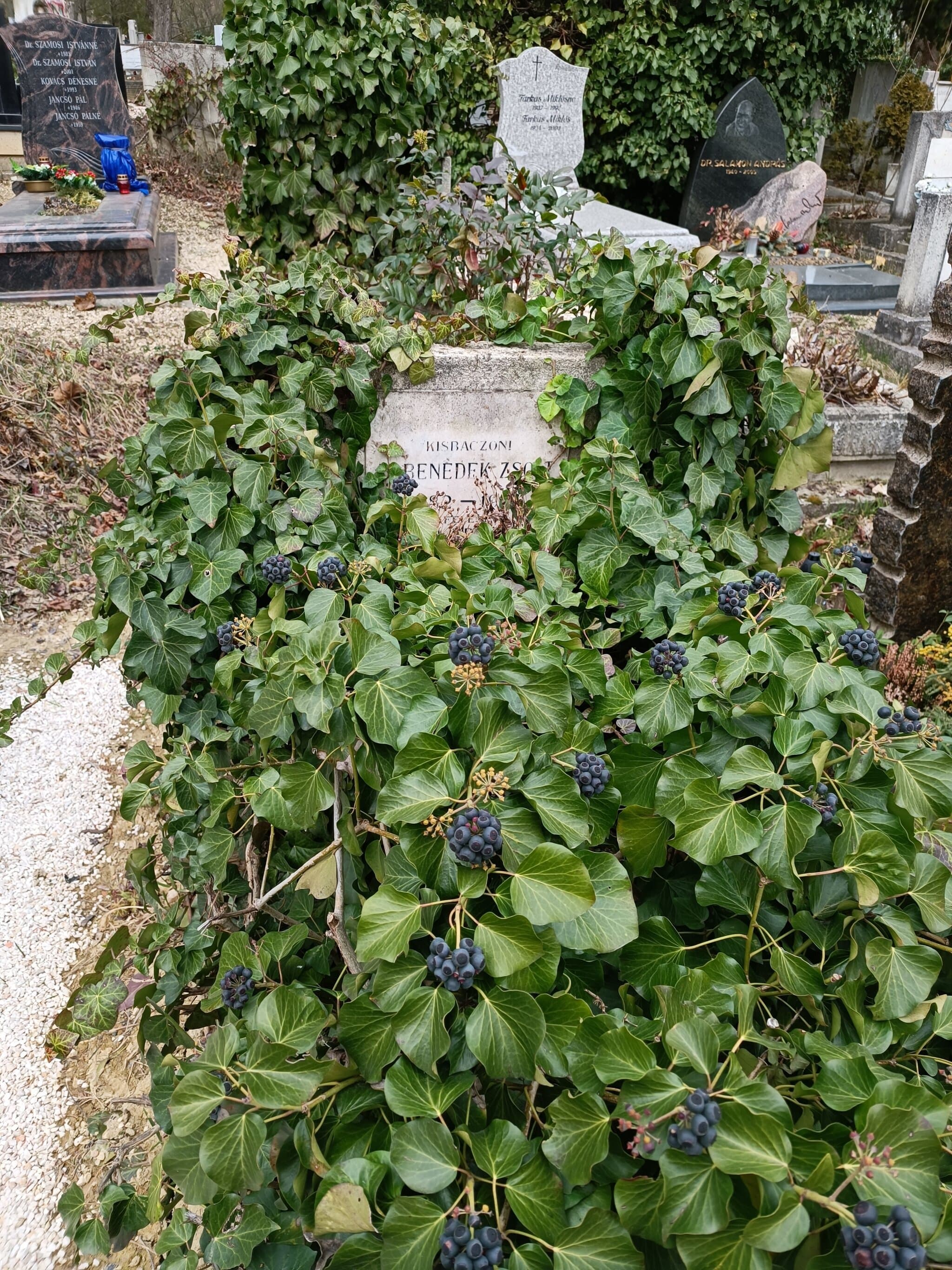 kisbaczoni Benedek Zsolt sírja